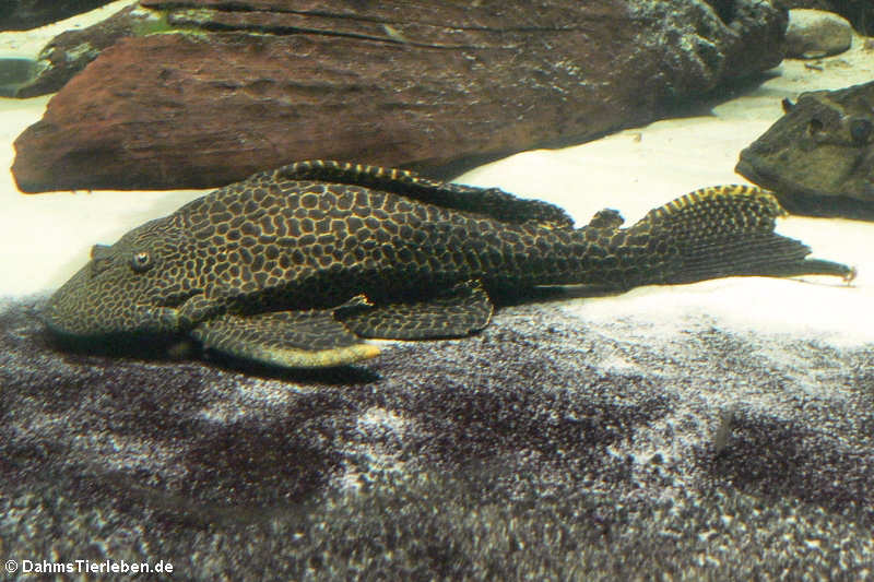 Hypostomus punctatus-1