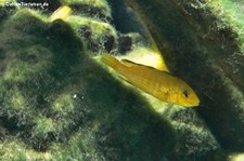 Gelber Spitzkopf-Maulbrüter (Labidochromis caeruleus) im Allwetterzoo Münster