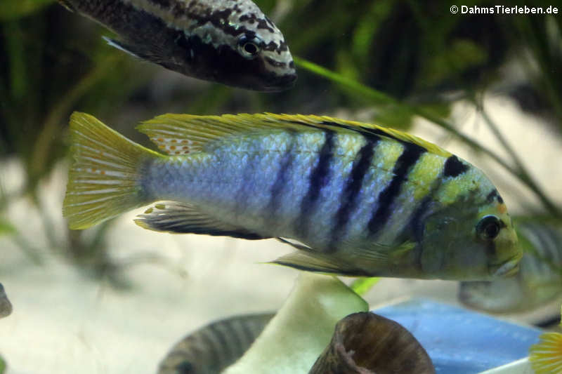 labidochromis.jpg