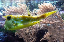 Langhorn-Kofferfisch (Lactoria cornuta) im Allwetterzoo Münster