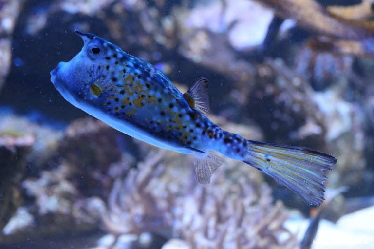 Lactoria cornuta