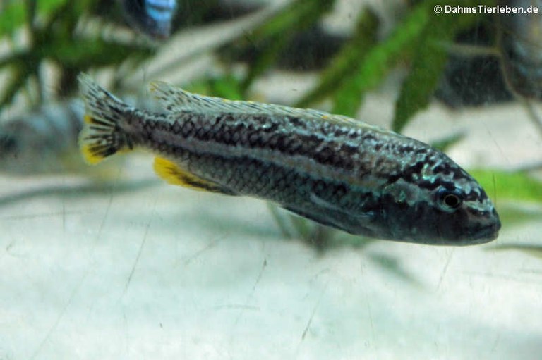 Melanochromis auratus