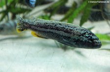 Türkisgoldbarsch (Melanochromis auratus) im Allwetterzoo Münster