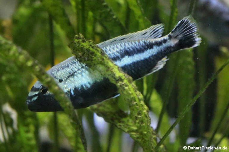 Melanochromis auratus