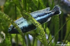 Türkisgoldbarsch (Melanochromis auratus) im Allwetterzoo Münster