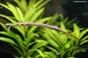 Microphis aculeatus