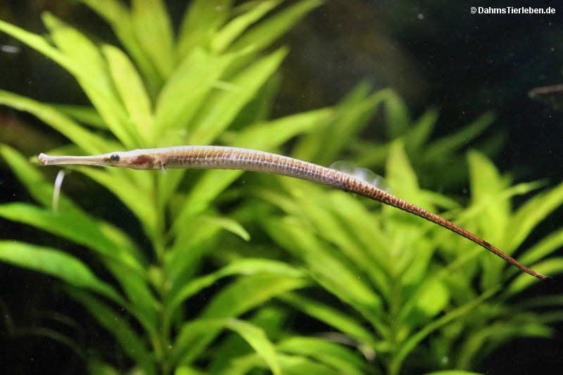 Große Süßwassernadel Microphis aculeatus-1