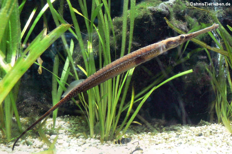 Große Süßwassernadel oder Atlantik-Flussnadel (Microphis aculeatus)