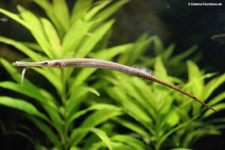 Microphis aculeatus