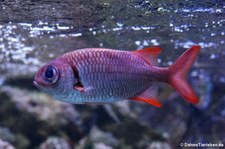 Karibischer Halsband-Soldatenfisch (Myripristis jacobus) im Allwetterzoo Münster