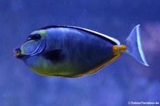 Kuhkopf-Doktorfisch (Naso lituratus) im Allwetterzoo Münster