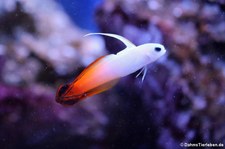 Feuerschwertgrundel (Nemateleotris magnifica) im Allwetterzoo Münster