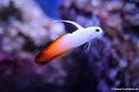 Nemateleotris magnifica
