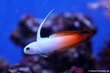 Feuerschwertgrundel (Nemateleotris magnifica) im Allwetterzoo Münster