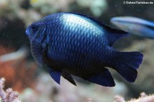 Neonriffbarsch (Neoglyphidodon oxyodon) im Allwetterzoo Münster