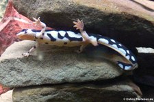 Zagrosmolch (Neurergus kaiseri) im Allwetterzoo Münster