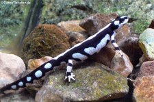 Zagrosmolch (Neurergus kaiseri) im Allwetterzoo Münster