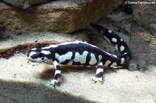 Zagrosmolch (Neurergus kaiseri) im Allwetterzoo Münster