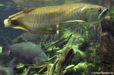 Arowana (Osteoglossum bicirrhosum)