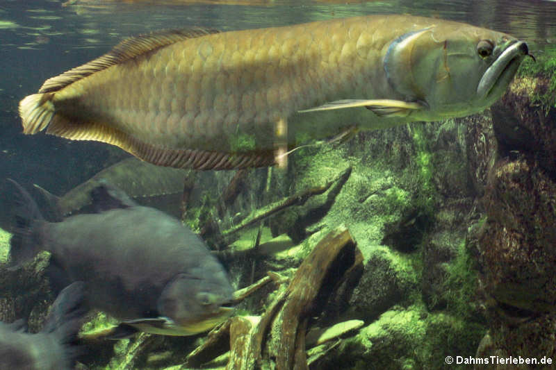 Arowana (Osteoglossum bicirrhosum)