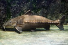 Schwarzer Dornwels (Oxydoras niger) im Allwetterzoo Münster