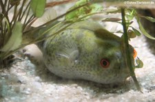 Fang-Kugelfisch (Pao cochinchinensis) im Allwetterzoo Münster