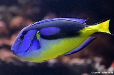 Paletten-Doktorfisch (Paracanthurus hepatus) im Allwetterzoo Münster