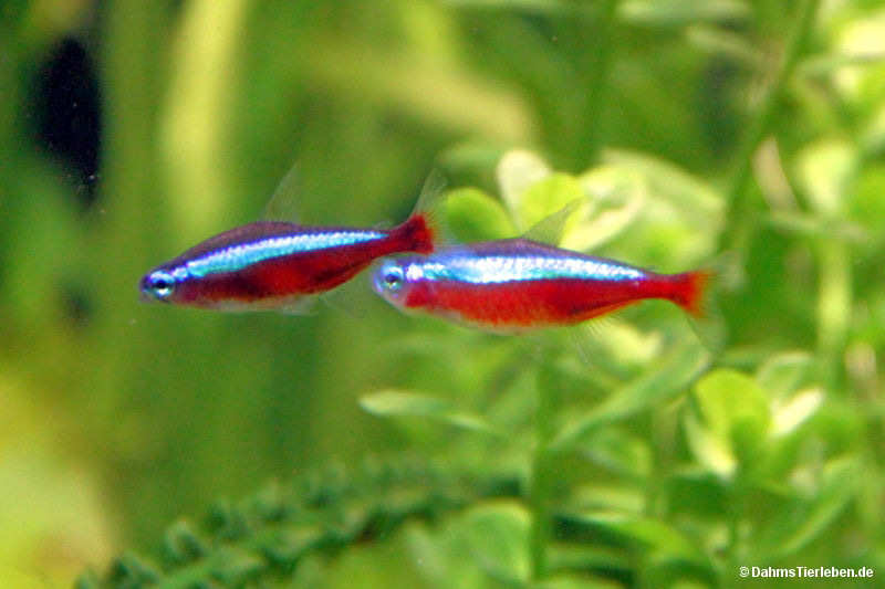 Rote Neons
(Paracheirodon axelrodi) Paracheirodon axelrodi