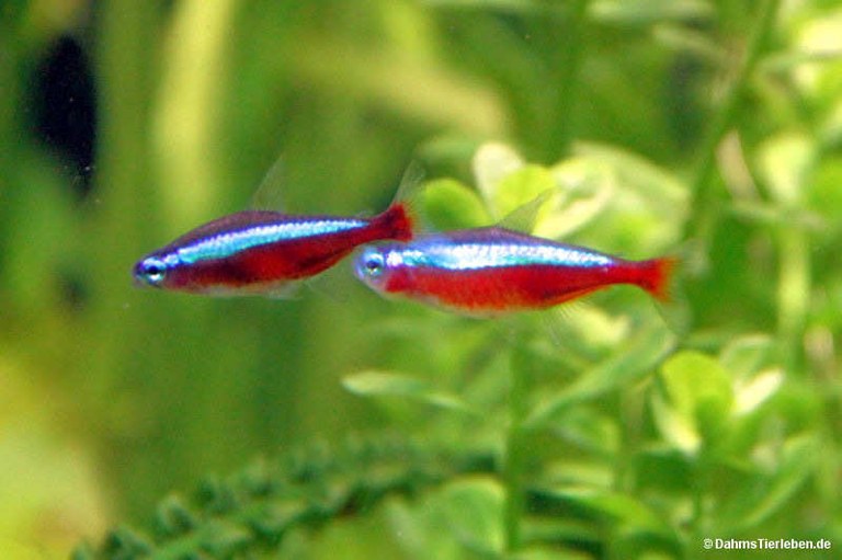 Paracheirodon axelrodi