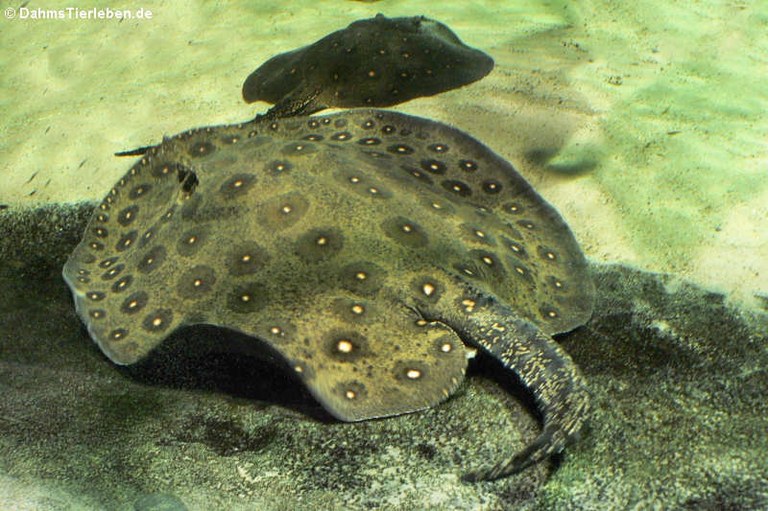 Potamotrygon motoro