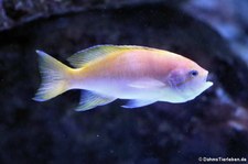 Zweiflecken-Fahnenbarsch (Pseudanthias bimaculatus) im Allwetterzoo Münster