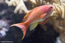 Juwelenfahnenbarsch (Pseudanthias squamipinnis) im Allwetterzoo Münster