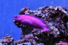 König-Salomon Zwergbarsch (Pseudochromis fridmani) im Allwetterzoo Münster