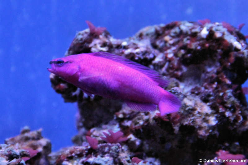 Pseudochromis fridmani