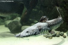 Tiger-Spatelwels (Pseudoplatystoma tigrinum) im Allwetterzoo Münster