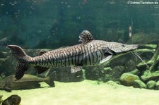 Tiger-Spatelwels (Pseudoplatystoma tigrinum) im Allwetterzoo Münster