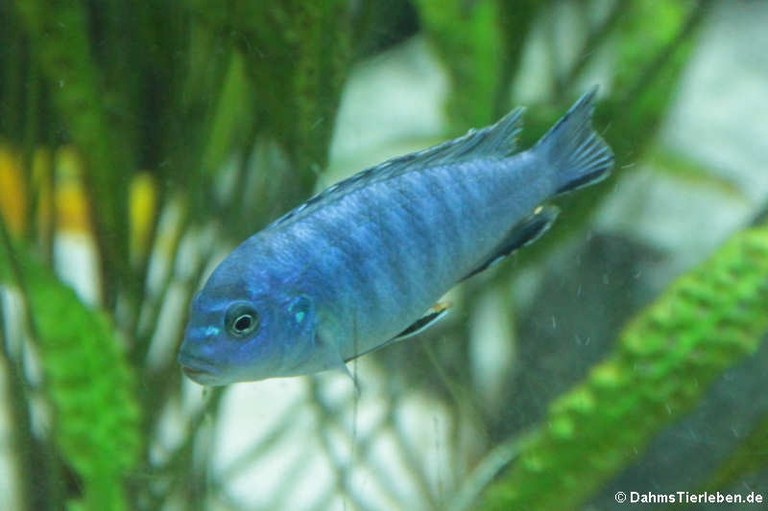 pseudotropheus.jpg