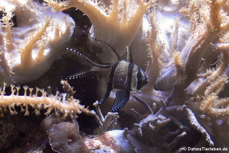 Banggai-Kardinalbarsch
(Pterapogon kauderni) Pterapogon kauderni
