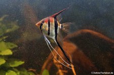 Skalar (Pterophyllum scalare) im Allwetterzoo Münster