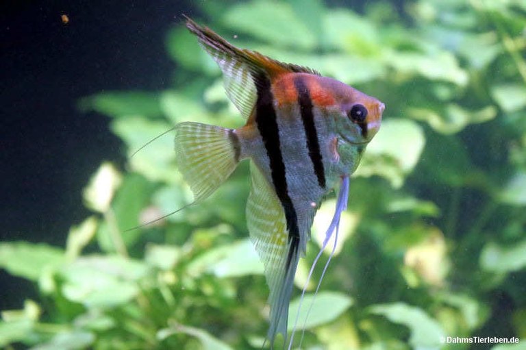 Pterophyllum scalare