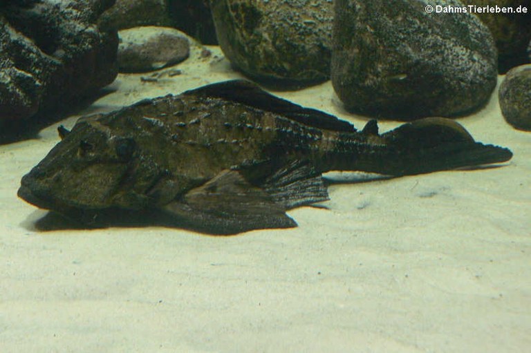 Pterygoplichthys scrophus