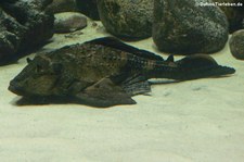 Nashorn-Segelflossen-Harnischwels (Pterygoplichthys scrophus) im Allwetterzoo Münster