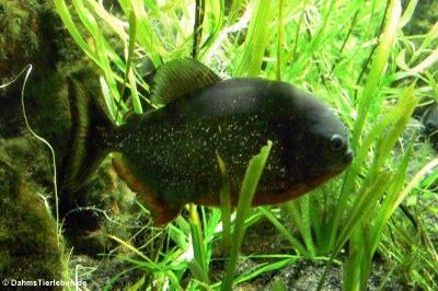 Roter Piranha (Pygocentrus nattereri)