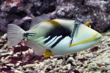 Picasso-Drückerfisch (Rhinecanthus aculeatus) im Allwetterzoo Münster