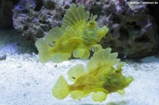 Tentakel Schluckspechte (Rhinopias frondosa) im Allwetterzoo Münster