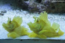 Tentakel Schluckspechte (Rhinopias frondosa) im Allwetterzoo Münster