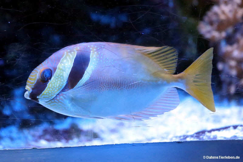 Kopfband-Kaninchenfisch Siganus virgatus-3