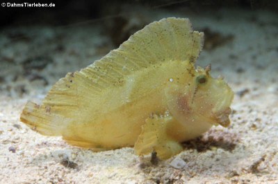 Schaukelfisch (Taenianotus triacanthus)