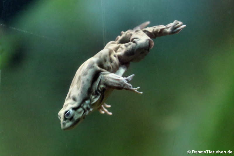 Telmatobius culeus-2