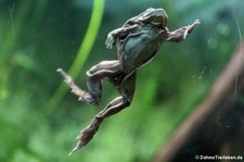 Titicaca-Riesenfrosch (Telmatobius culeus) im Allwetterzoo Münster